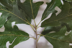 Bur Oak Alternate Leaf Pattern